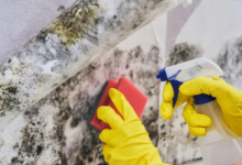 The Role of Professional Mold Removal in Protecting Your Family's Health