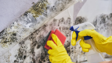 The Role of Professional Mold Removal in Protecting Your Family's Health