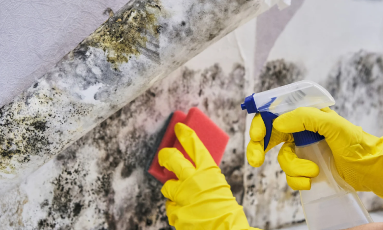 The Role of Professional Mold Removal in Protecting Your Family's Health