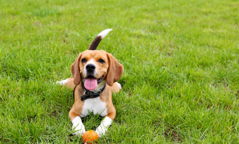 What to Expect from a Pet Waste Removal Service: Key Features and Benefits