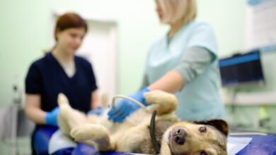 The Role Of Animal Hospitals In Monitoring Chronic Conditions