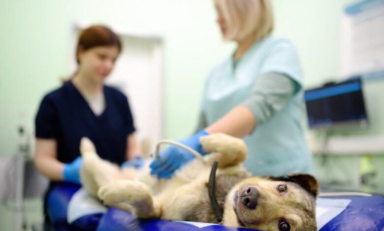 The Role Of Animal Hospitals In Monitoring Chronic Conditions