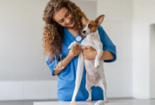 5 Reasons Pet Owners Recommend Their Veterinary Clinics To Others
