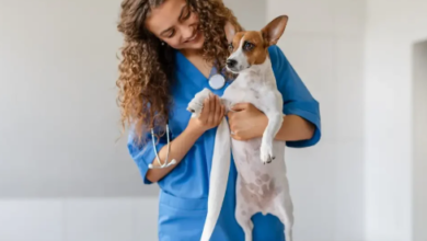 5 Reasons Pet Owners Recommend Their Veterinary Clinics To Others