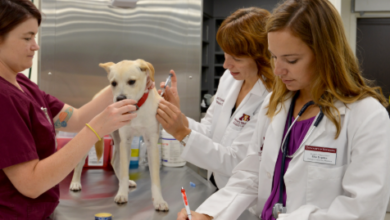 How Urgent Care Vets Support Primary Care Veterinarians