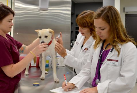 How Urgent Care Vets Support Primary Care Veterinarians