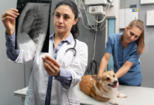 4 Ways Veterinary Hospitals Collaborate With Specialists