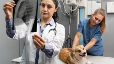 4 Ways Veterinary Hospitals Collaborate With Specialists