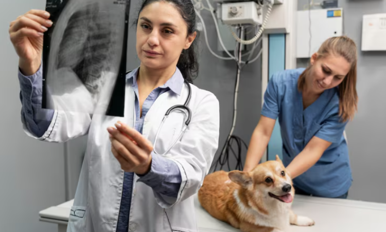 4 Ways Veterinary Hospitals Collaborate With Specialists