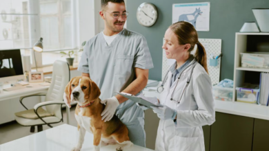 4 Common Services You’ll Find At A General Veterinary Clinic