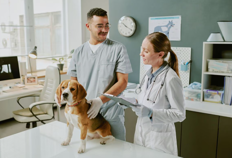 4 Common Services You’ll Find At A General Veterinary Clinic - jolieturfgagnant - joli turf gagnant - jolieturf - jolie turf gagnant