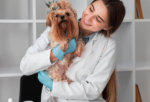 3 Common Myths About Veterinary Hospital Services Debunked