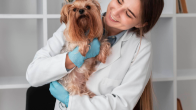 3 Common Myths About Veterinary Hospital Services Debunked