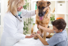 3 Signs Your Dog Needs An Animal Hospital Visit Right Away