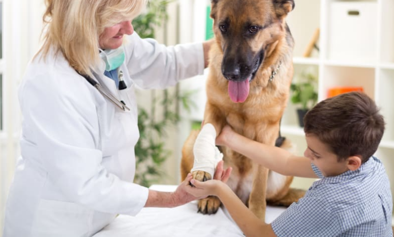 3 Signs Your Dog Needs An Animal Hospital Visit Right Away
