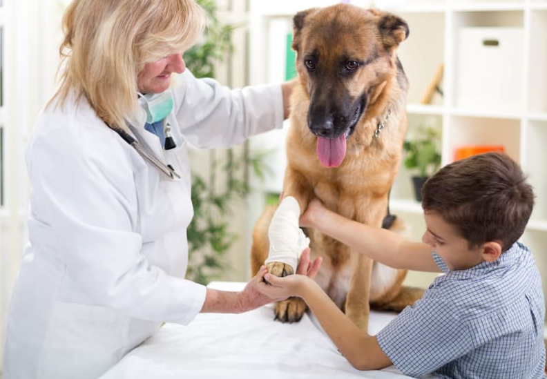 3 Signs Your Dog Needs An Animal Hospital Visit Right Away - jolieturfgagnant - joli turf gagnant - jolieturf - jolie turf gagnant