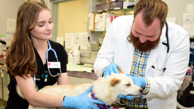 How Animal Clinics Provide Pain Management For Pets