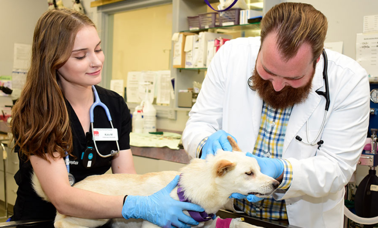 How Animal Clinics Provide Pain Management For Pets