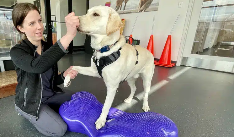 How Veterinary Hospitals Manage Rehabilitation And Physical Therapy