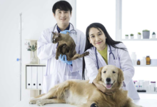 Why General Veterinarians Are Crucial For Exotic Pet Owners