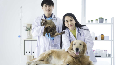 Why General Veterinarians Are Crucial For Exotic Pet Owners