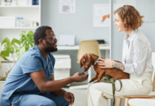 How Vets Ensure Comfort And Safety During Procedures
