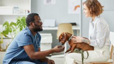 How Vets Ensure Comfort And Safety During Procedures