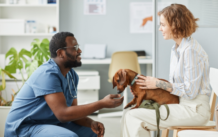 How Vets Ensure Comfort And Safety During Procedures