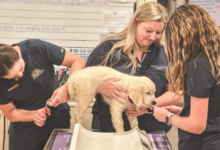 Why Fear Free Practices Are Expanding In Veterinary Clinics