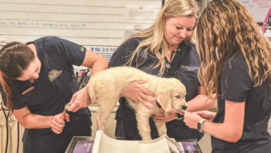 Why Fear Free Practices Are Expanding In Veterinary Clinics