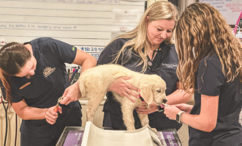 Why Fear Free Practices Are Expanding In Veterinary Clinics
