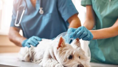 The Importance Of Spay And Neuter Services In Veterinary Care