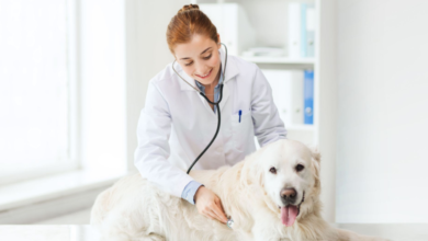 3 Questions To Ask At Your Small Animal Veterinary Appointment