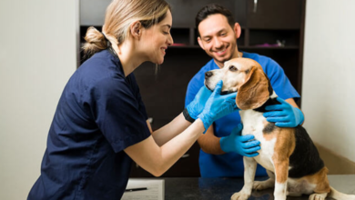 4 Common Procedures Performed At Veterinary Hospitals