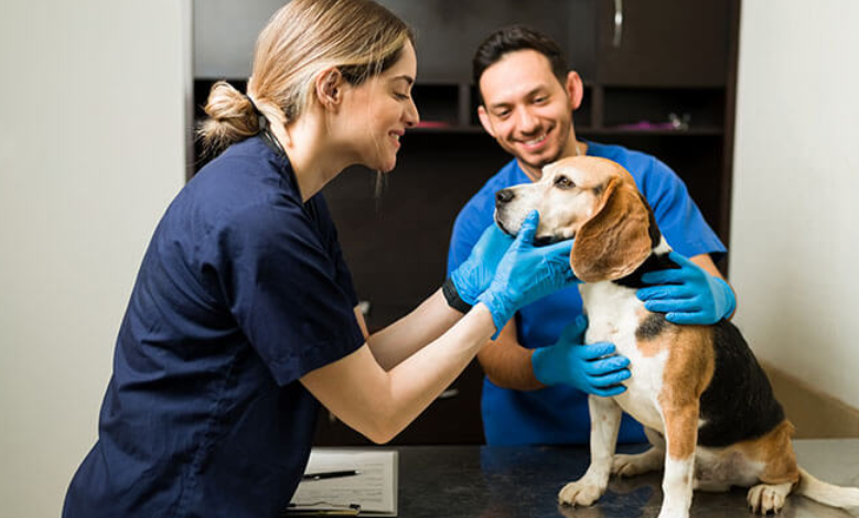 4 Common Procedures Performed At Veterinary Hospitals