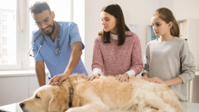 Why Animal Hospitals Focus On Long Term Preventive Care