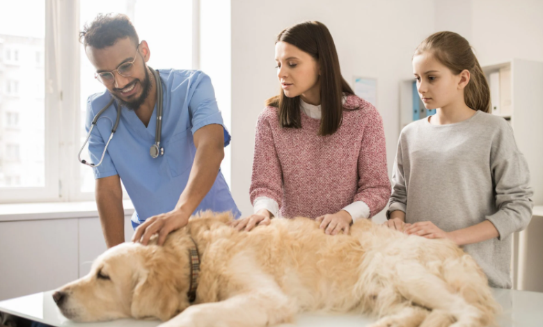 Why Animal Hospitals Focus On Long Term Preventive Care