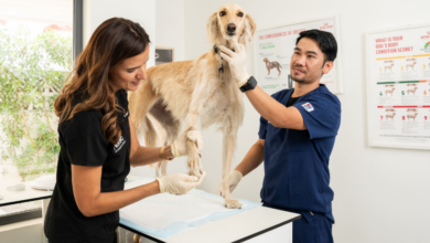 The Role Of Veterinary Clinics In Managing Allergies And Skin Conditions