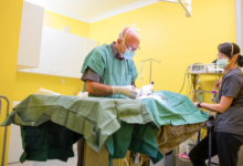 4 Common Procedures Performed In Veterinary Hospitals