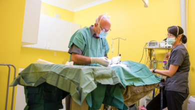4 Common Procedures Performed In Veterinary Hospitals
