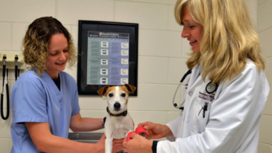 How Veterinary Urgent Care Improves Outcomes In Time Sensitive Cases