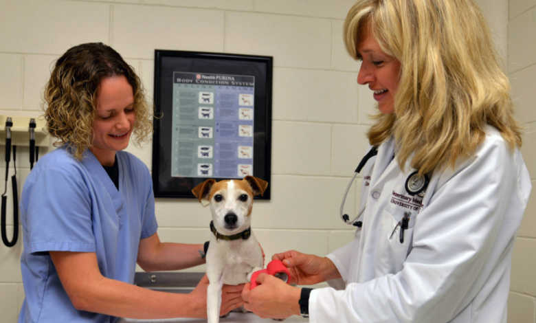 How Veterinary Urgent Care Improves Outcomes In Time Sensitive Cases