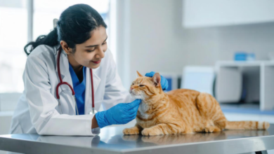 Why In House Diagnostics Make Veterinary Clinics More Efficient