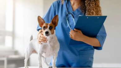 How Veterinary Hospitals Care For Exotic Pets