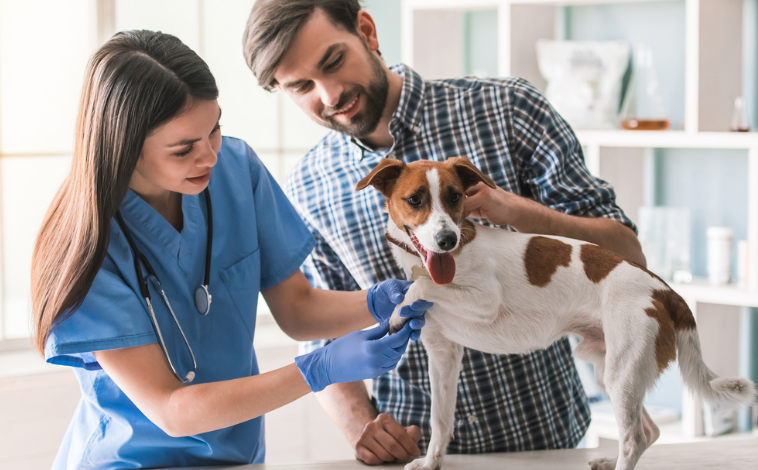 How General Veterinarians Educate Pet Owners On Home Care