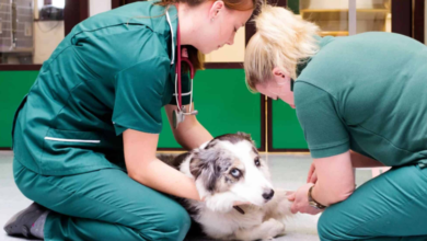 4 Ways Animal Hospitals Help During Natural Disasters