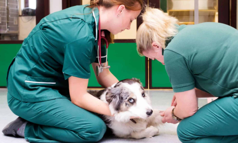 4 Ways Animal Hospitals Help During Natural Disasters