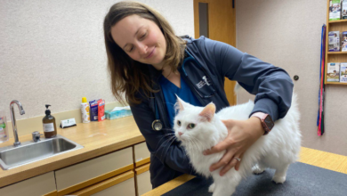 Why Cat Clinics Are Essential For Multi-Cat Households