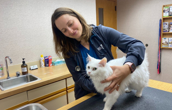 Why Cat Clinics Are Essential For Multi-Cat Households