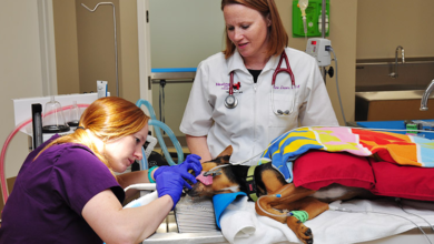 The Importance Of Dental Care In Veterinary Clinics